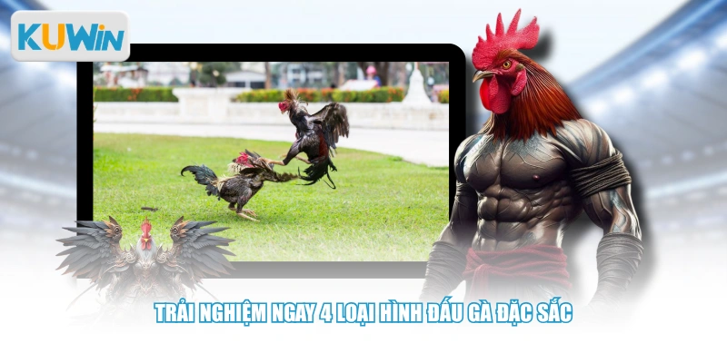 Trải nghiệm ngay 4 loại hình đấu gà đặc sắc